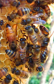 Bees working together